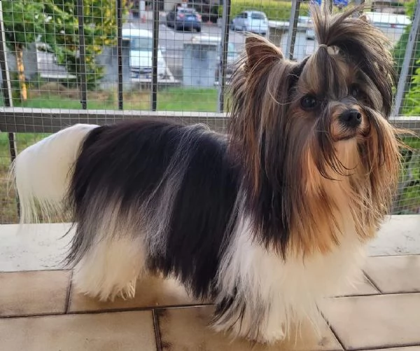 biewer terrier  | Foto 1