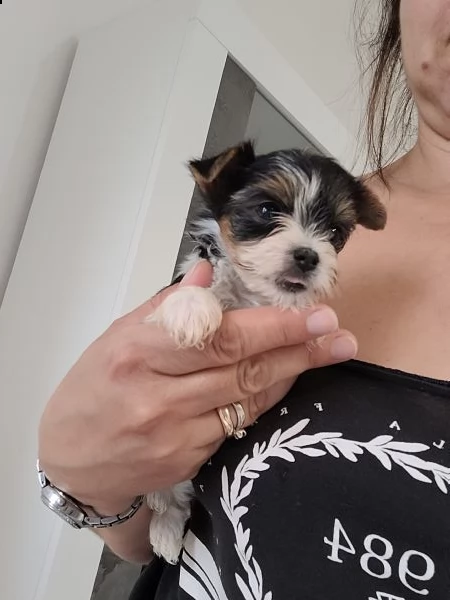 biewer terrier  | Foto 0