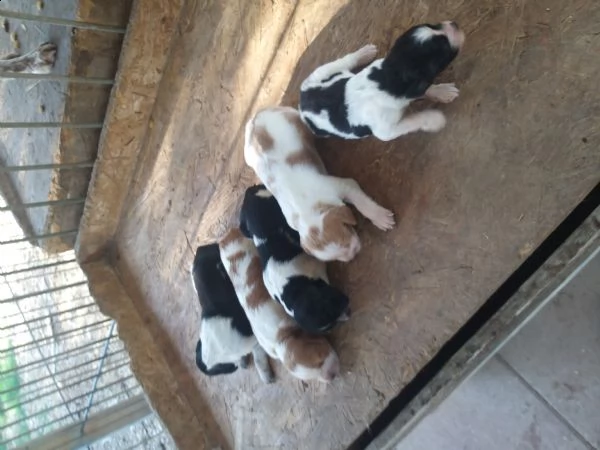 disponibili cuccioli di epagneul breton 