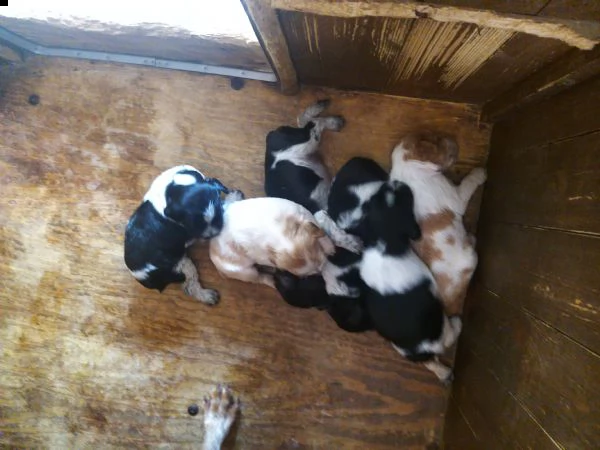 disponibili cuccioli di epagneul breton  | Foto 1