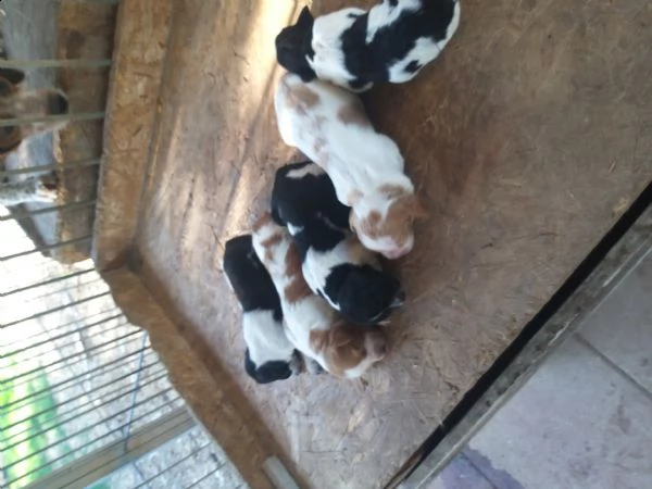 disponibili cuccioli di epagneul breton  | Foto 0