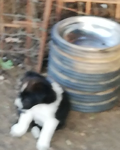 cuccioli di border collie  | Foto 3