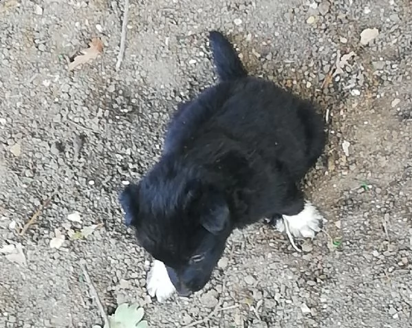 cuccioli di border collie  | Foto 1