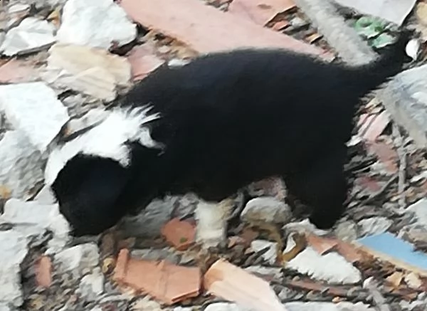 cuccioli di border collie  | Foto 0