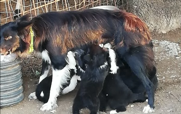 cuccioli di border collie 