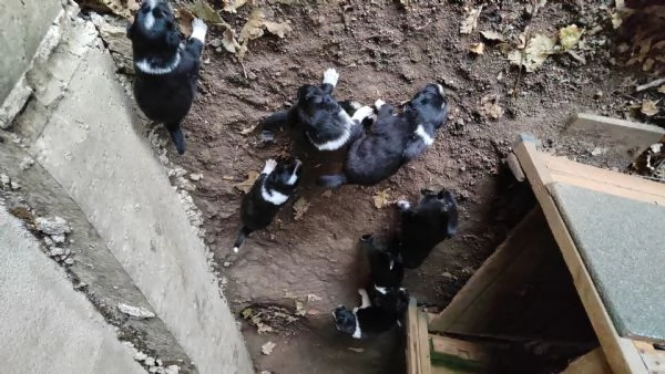 Border collie 