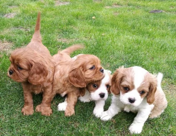 vendo cuccioli di cavalier king