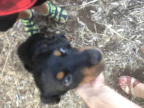 rottweiler razza pura