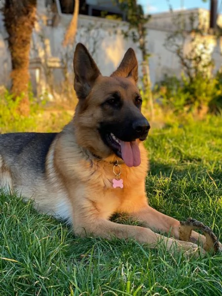 cuccioli di pastore tedesco