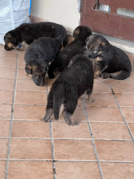 cuccioli di pastore tedesco | Foto 4