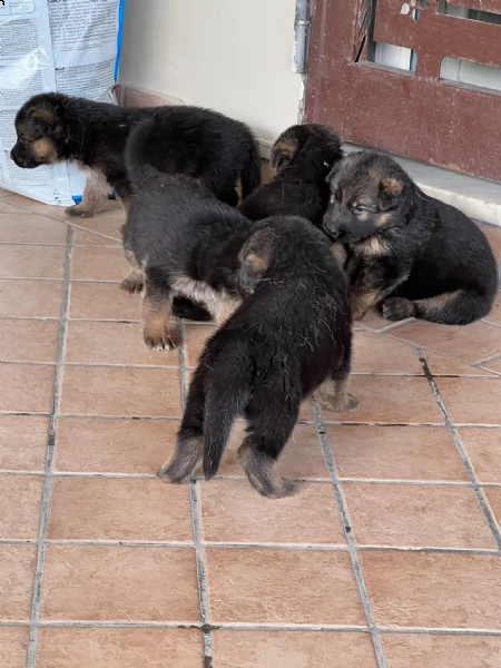 cuccioli di pastore tedesco | Foto 3