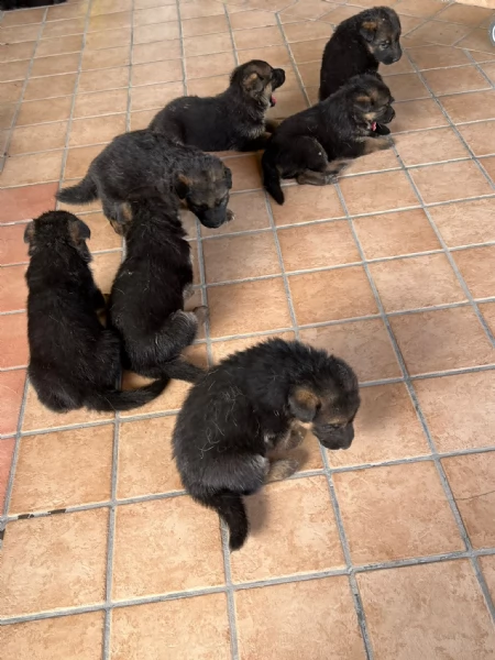 cuccioli di pastore tedesco | Foto 2