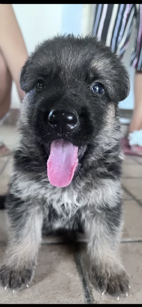 cuccioli di pastore tedesco | Foto 1