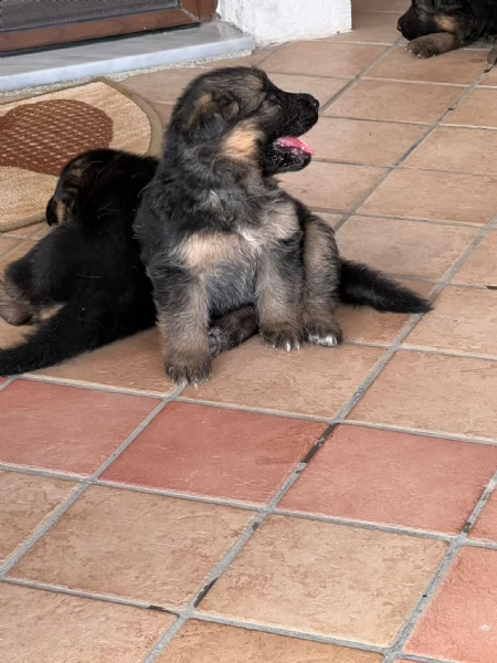 cuccioli di pastore tedesco | Foto 0