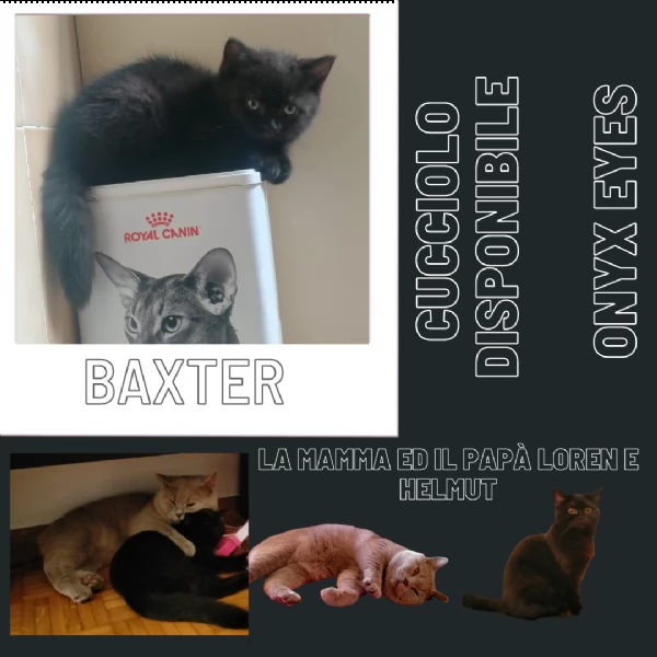 gatti disponibili