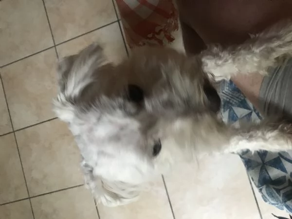 regalo maltese 