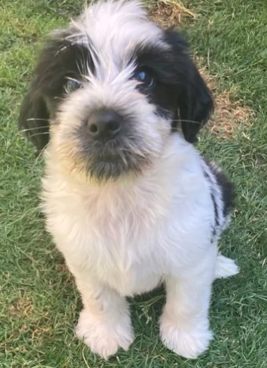 cuccioli mastino tibetani 