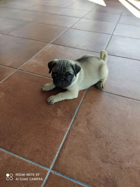 cuccioli di carlino | Foto 0
