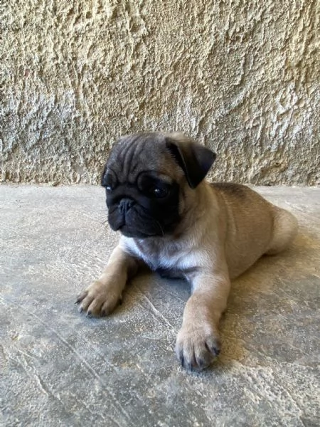cuccioli di carlino