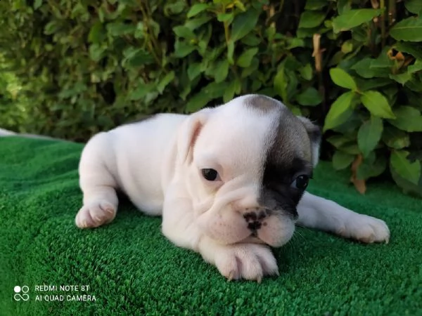 cuccioli di bulldog | Foto 1
