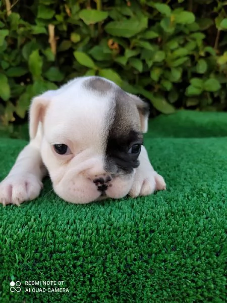 cuccioli di bulldog | Foto 0