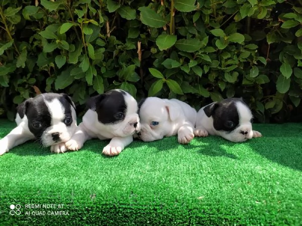 cuccioli di bulldog