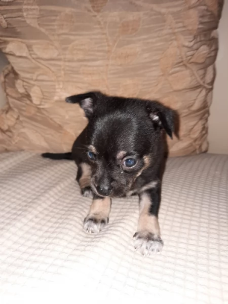 cucciolo 
