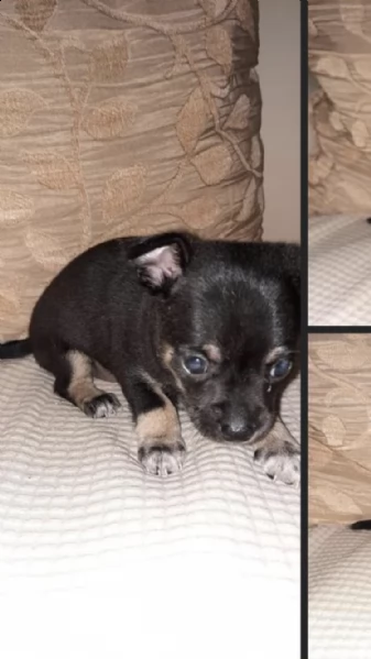 cucciolo  | Foto 1
