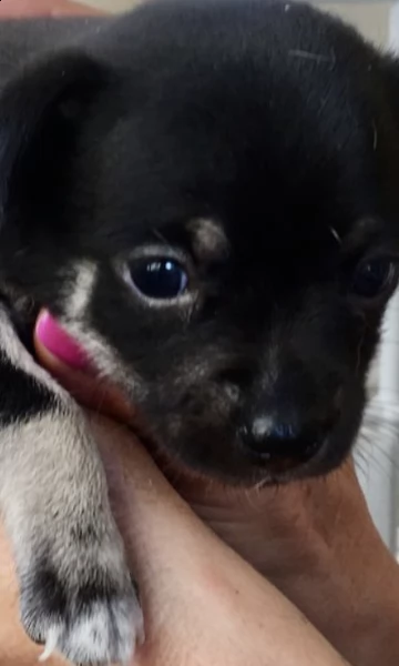 cucciolo  | Foto 0