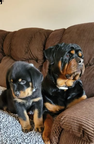  cuccioli di rottweiler tedesco americano email  marieiris783atgmailcom grazi