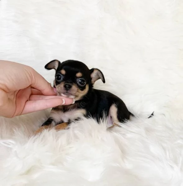  teacup chihuahua disponibili ora due chihuahua a pelo medio femmine da 1 libbra e 1 oncia di 10 se