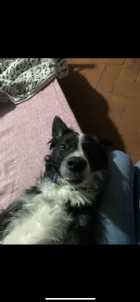 regalo border collie puro | Foto 0