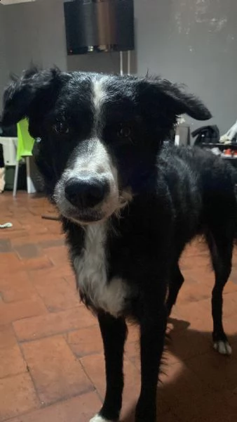 regalo border collie puro
