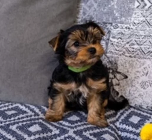 cuccioli di yorkshire terrier 