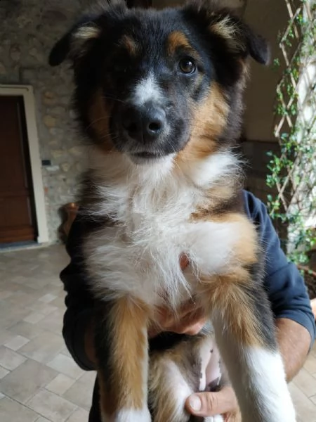 ultimi bellissimi cuccioli maschio e femmina di pastore australian shepherd | Foto 0