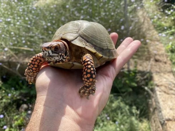 tartaruga scatola - terrapene carolina 