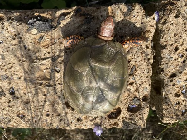 tartaruga scatola - terrapene carolina  | Foto 4