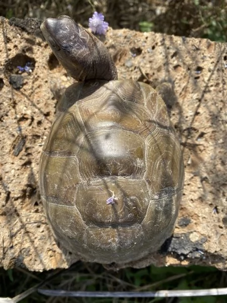 tartaruga scatola - terrapene carolina  | Foto 3