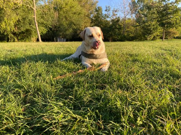 cuccioli labrador miele 