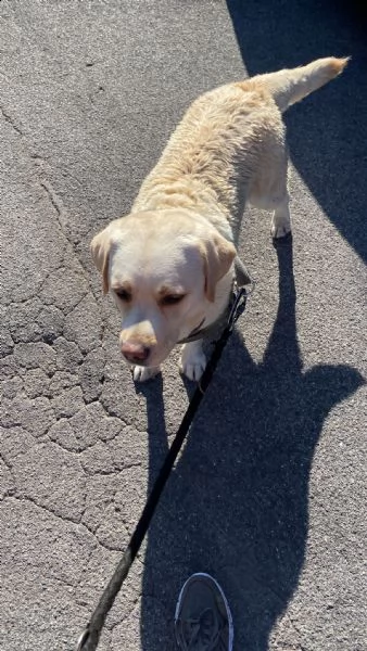 cuccioli labrador miele  | Foto 4