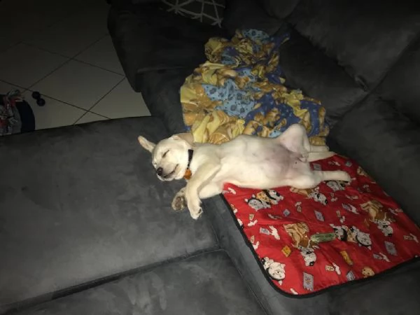 cuccioli labrador miele  | Foto 3