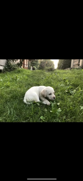 cuccioli labrador miele  | Foto 2