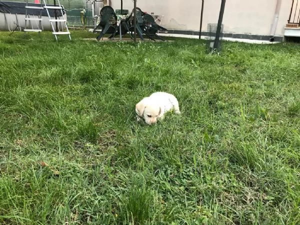 cuccioli labrador miele  | Foto 1