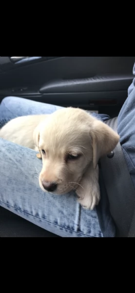 cuccioli labrador miele  | Foto 0