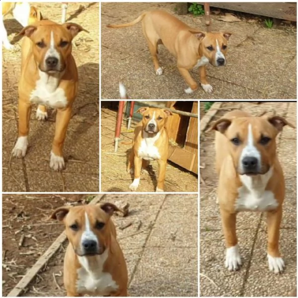 cuccioli di amstaff in adozione