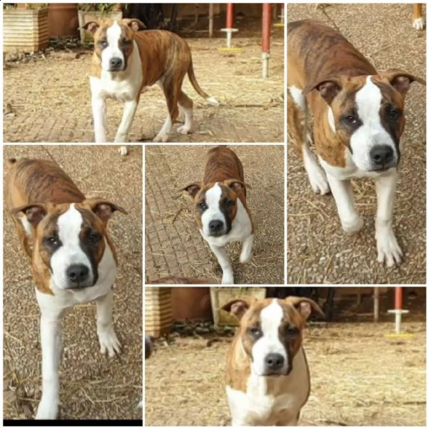cuccioli di amstaff in adozione | Foto 2