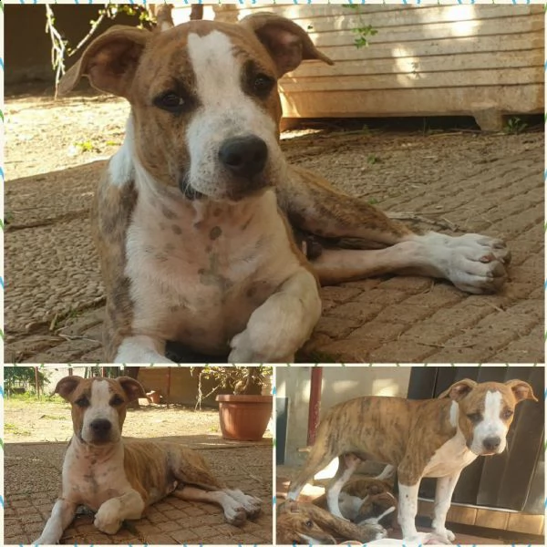 cuccioli di amstaff in adozione | Foto 0