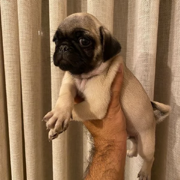 cucciolo di carlino mozzafiato