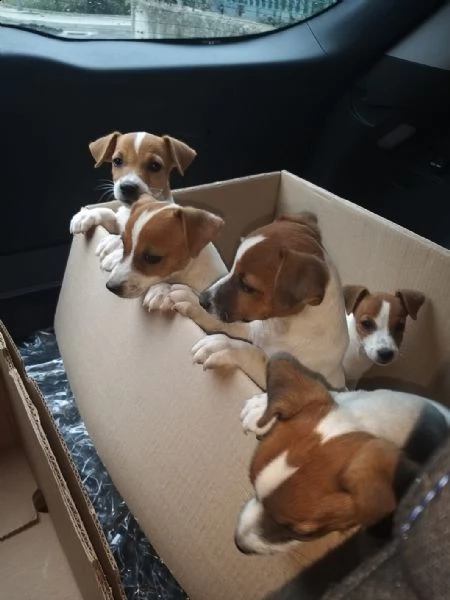 jack russell 
