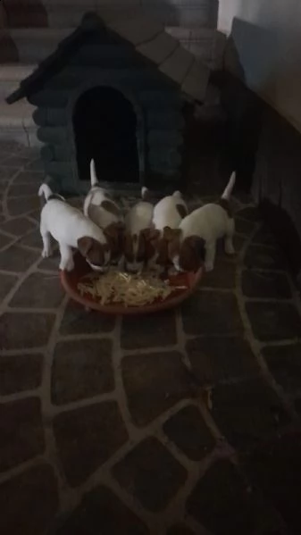 jack russell  | Foto 0